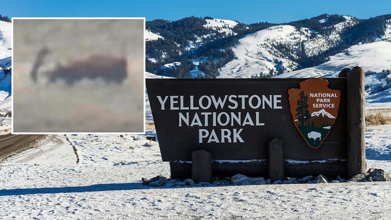 Yellowstone wolf goes flying after taking a bison kick during hunt