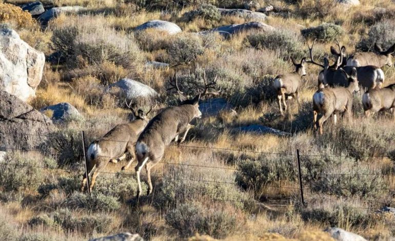 Opponents say bike trail could cut off migration route for prized deer herd