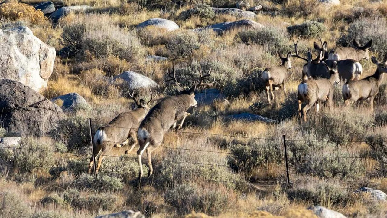 Opponents say bike trail could cut off migration route for prized deer herd