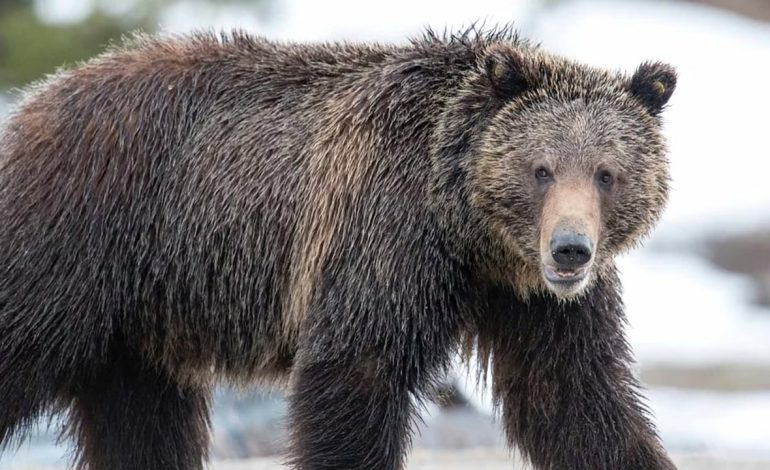 Fans still mourn death of Grizzly 760, Wyoming’s most polite bear