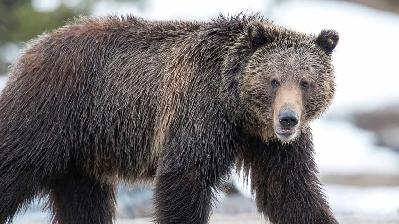 Fans still mourn death of Grizzly 760, Wyoming’s most polite bear