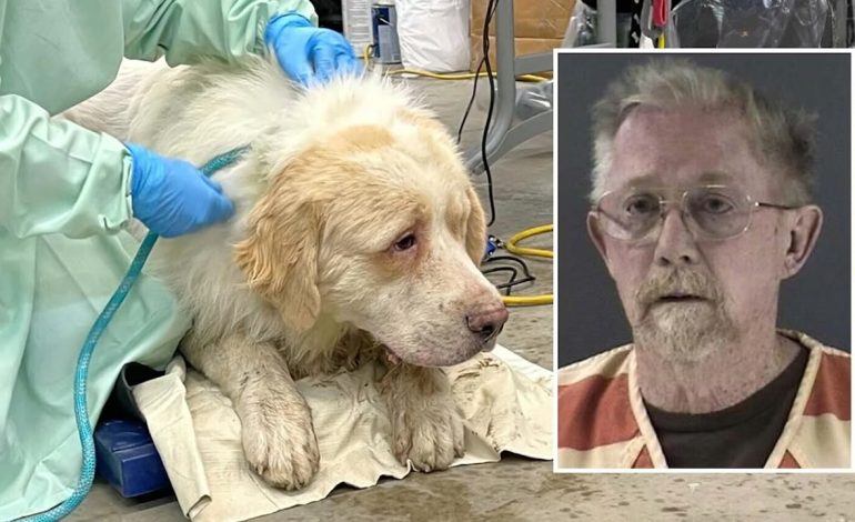 Cheyenne man with 101 neglected and 22 dead animals pleads to four misdemeanors