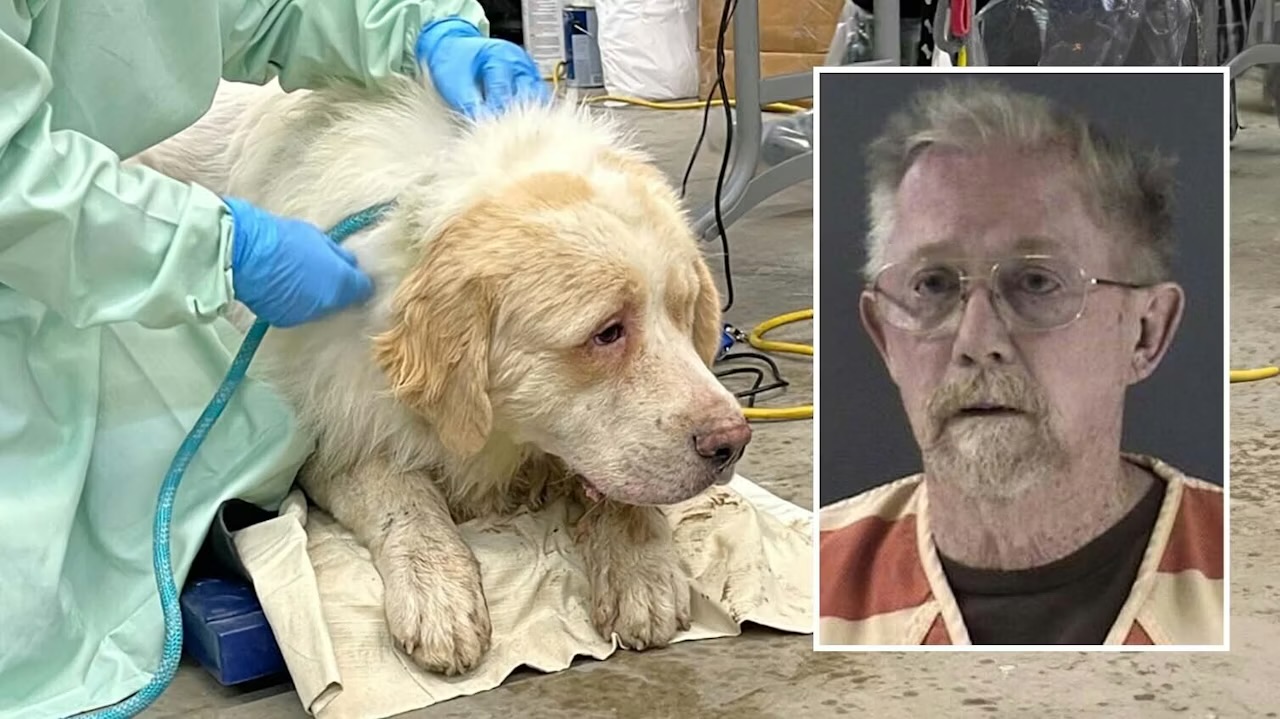 Cheyenne man with 101 neglected and 22 dead animals pleads to four misdemeanors