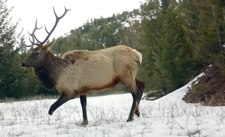 Biologists surprised at how healthy three-and-a-half legged elk appeared to be