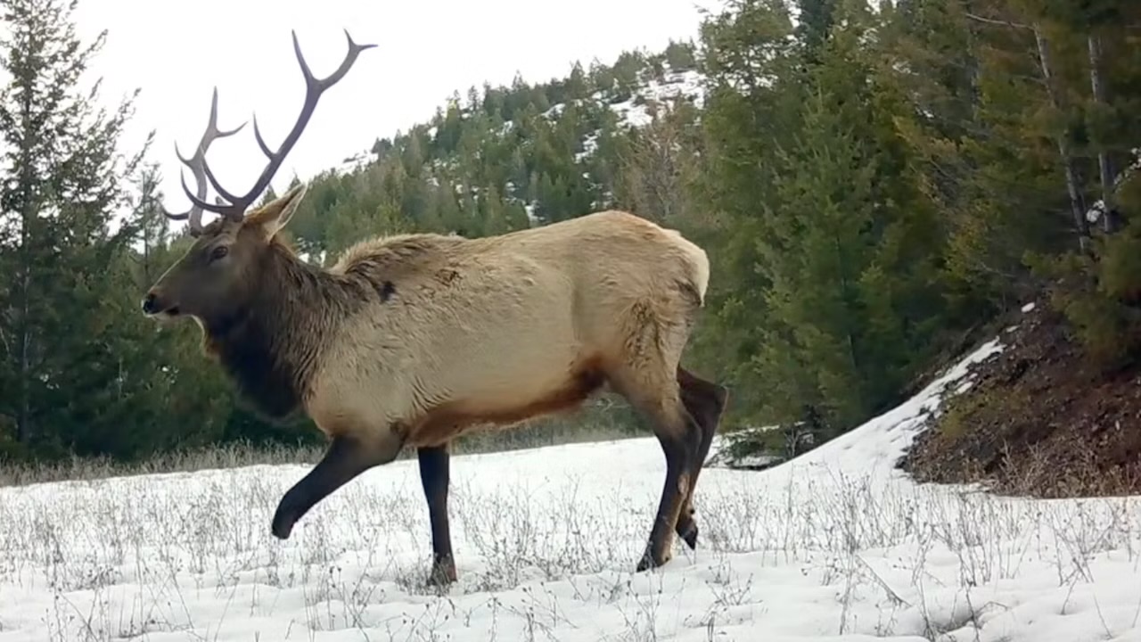 Biologists surprised at how healthy three-and-a-half legged elk appeared to be