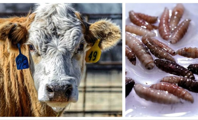 Wyoming ranchers split on opening Mexico border to beef after screwworm outbreak