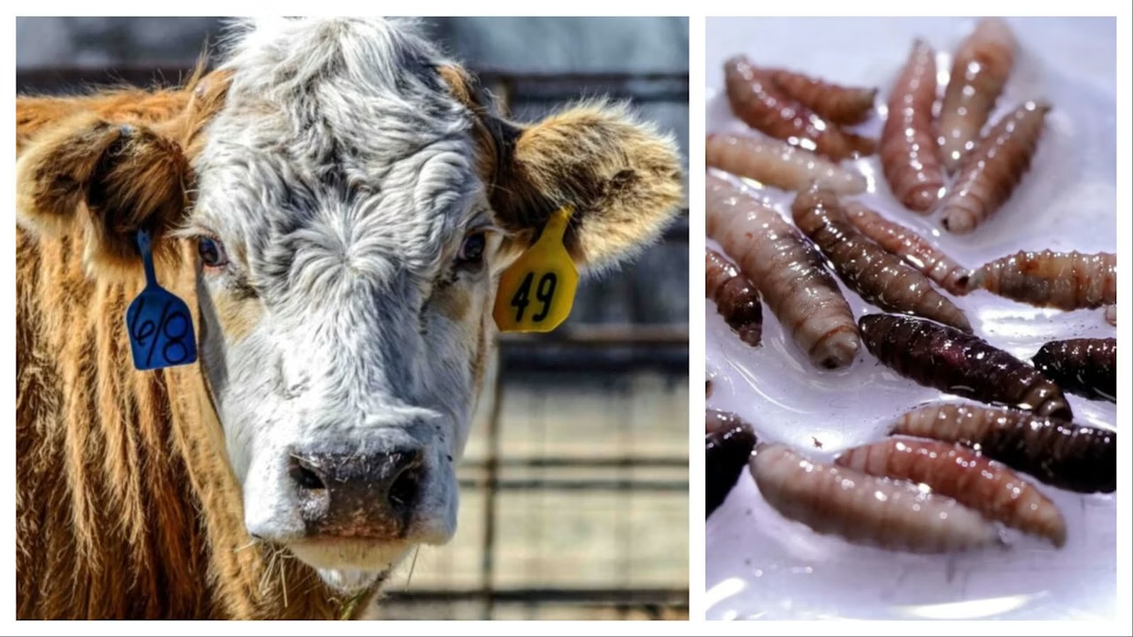 Wyoming ranchers split on opening Mexico border to beef after screwworm outbreak