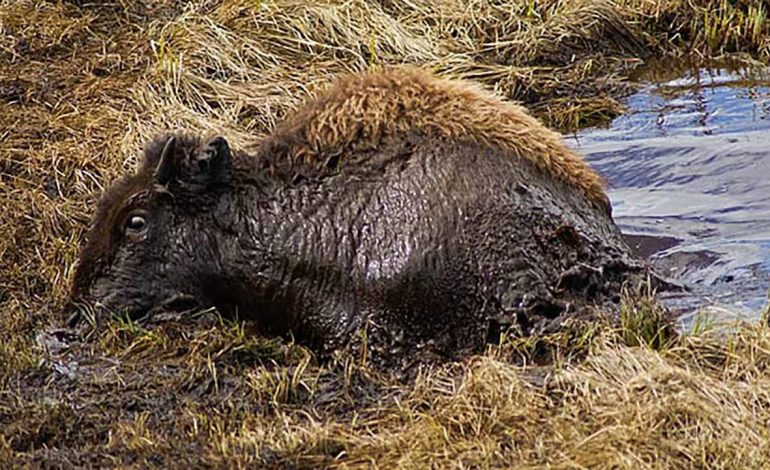 Bison struggles to escape notorious Yellowstone death trap