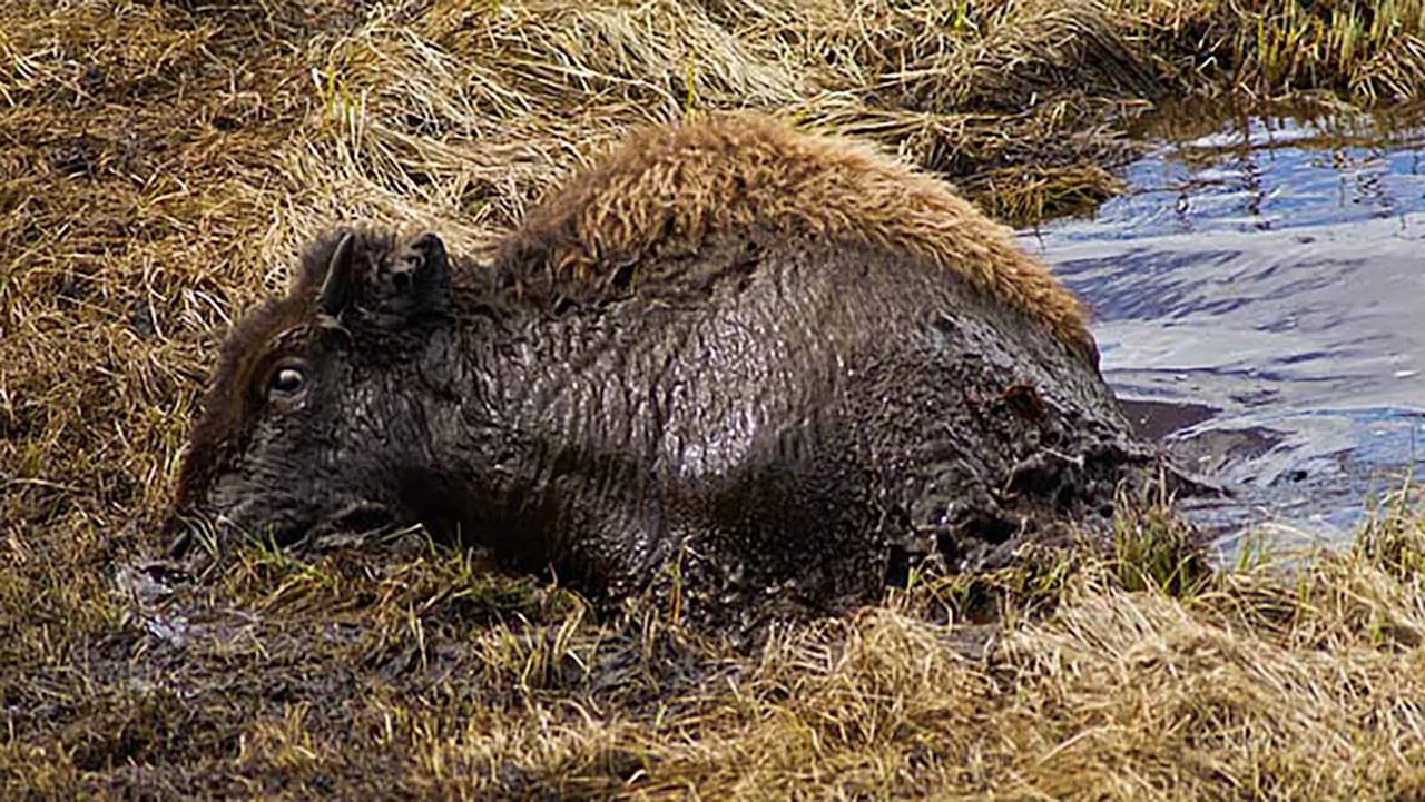 Bison struggles to escape notorious Yellowstone death trap