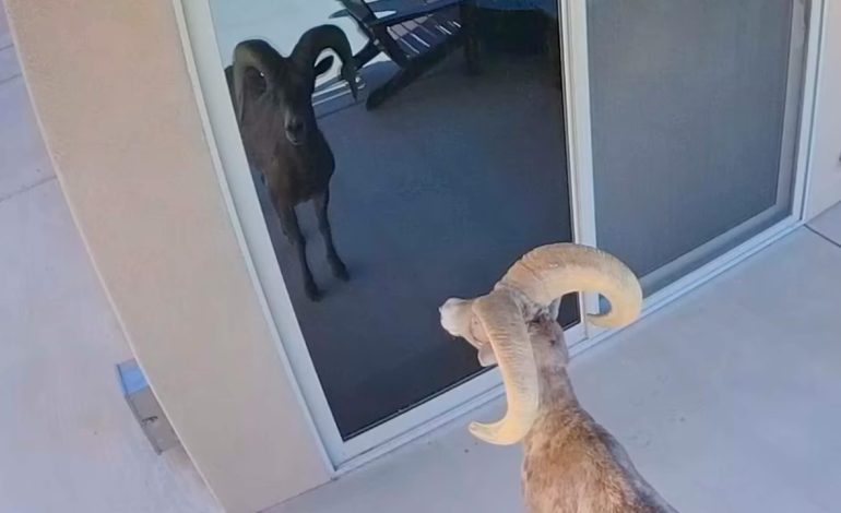 Bighorn ram destroys sliding glass door after mistaking reflection for rival ram