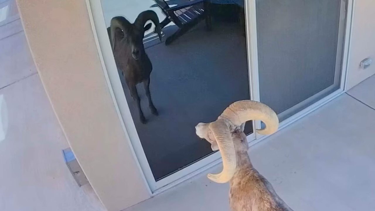 Bighorn ram destroys sliding glass door after mistaking reflection for rival ram