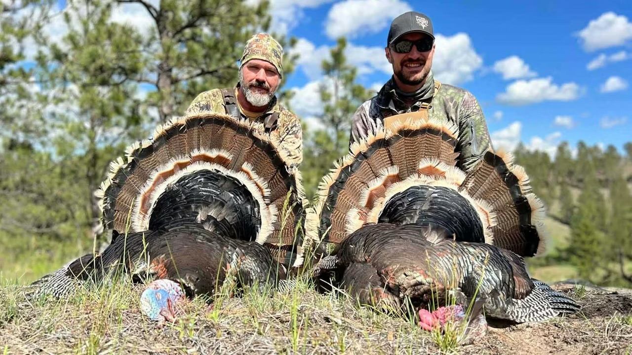 Huge Wyoming turkey season expected on heels of warm winter