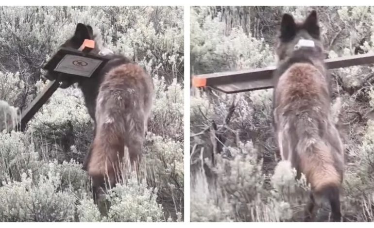 Yellowstone wolf steals sign warning tourists about hungry grizzly bears