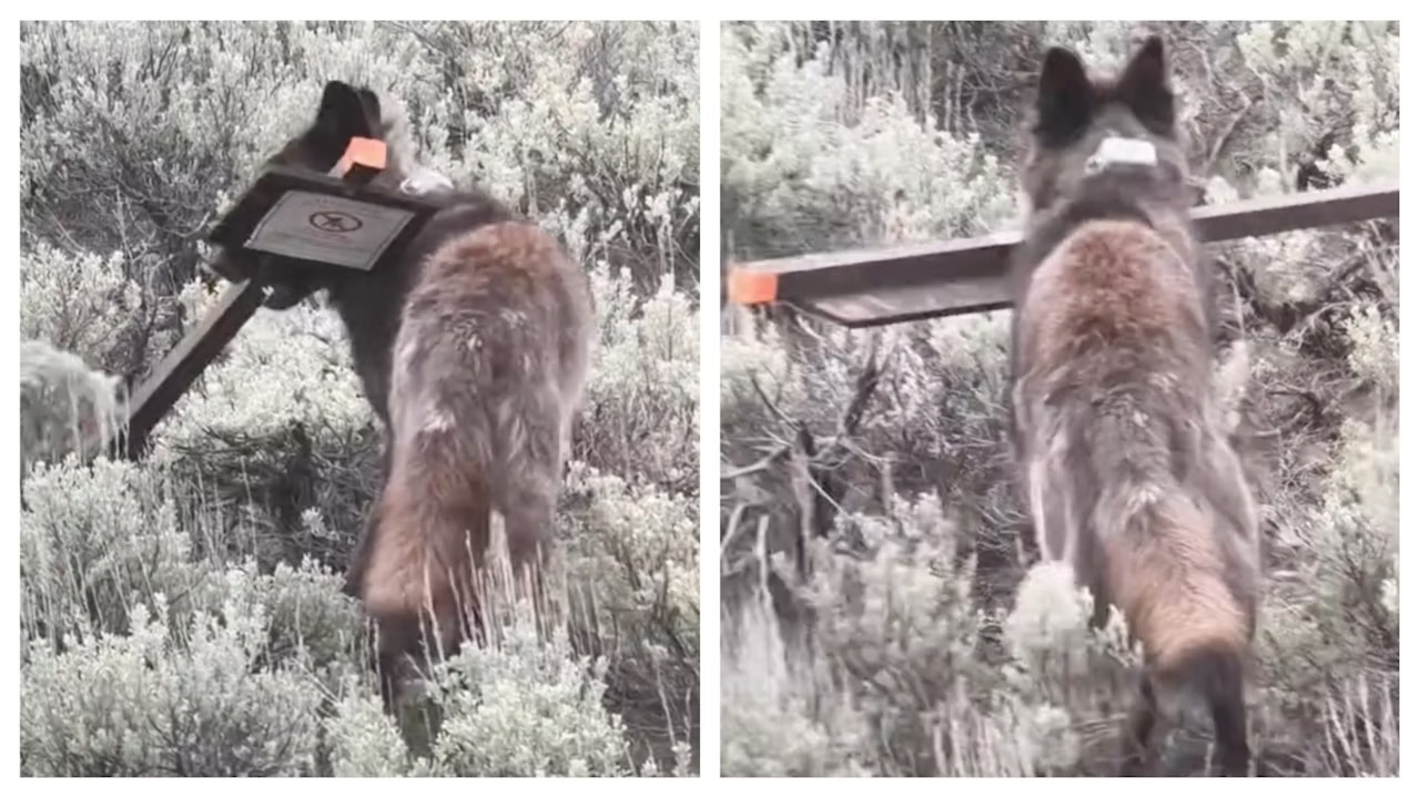 Yellowstone wolf steals sign warning tourists about hungry grizzly bears