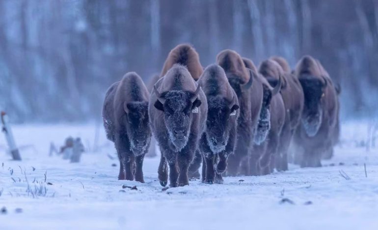 Alaska moves to restore wood bison, even bigger cousins of Wyoming’s plains bison