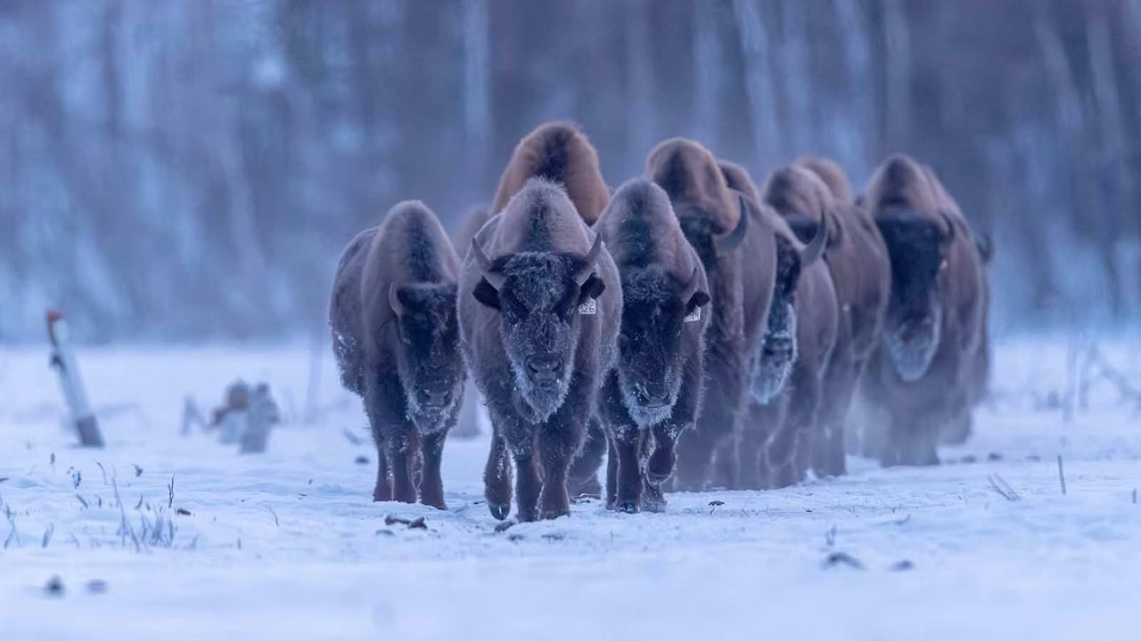 Alaska moves to restore wood bison, even bigger cousins of Wyoming’s plains bison