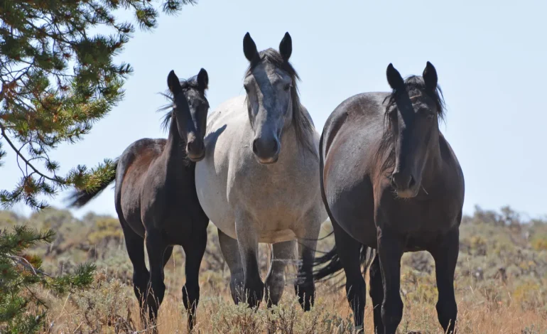 Feds pitch wild horse removals, new herd plans to ease impacts on 750K acres of the Red Desert