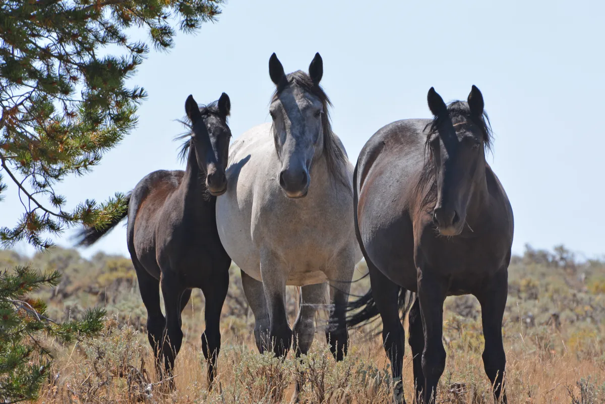Feds pitch wild horse removals, new herd plans to ease impacts on 750K acres of the Red Desert