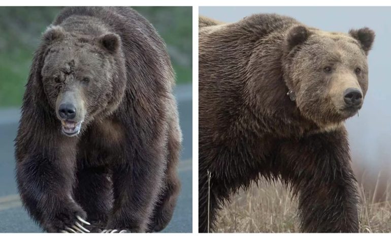 Popular grizzly Bruno emerges with his gnarly, ripped-open face healed