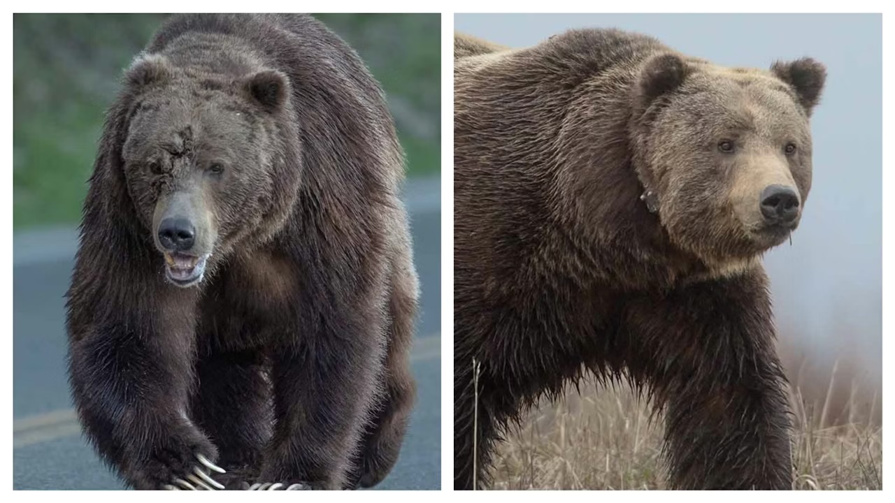 Popular grizzly Bruno emerges with his gnarly, ripped-open face healed