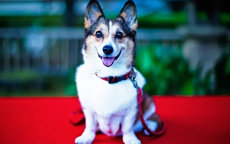 EXCLUSIVE: How the Pet Lovers’ Choice Awards Turned Voting Into Something Bigger