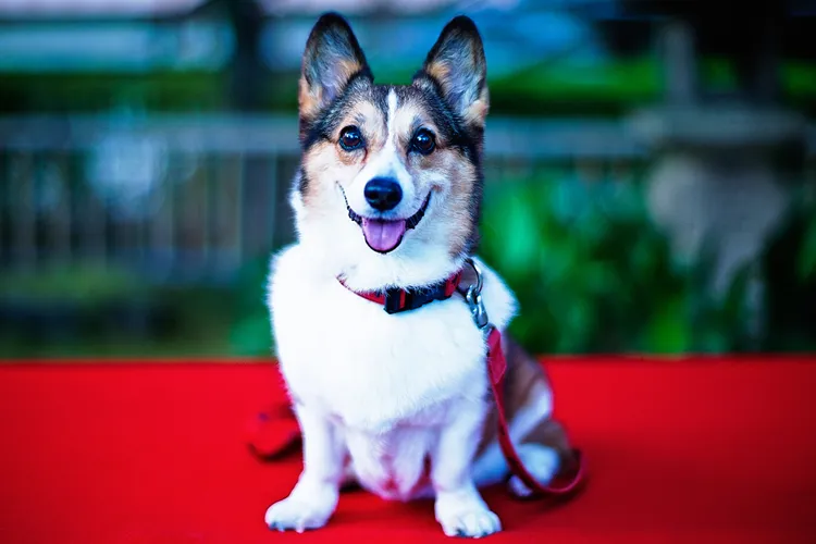 EXCLUSIVE: How the Pet Lovers’ Choice Awards Turned Voting Into Something Bigger